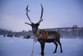 Lapland3